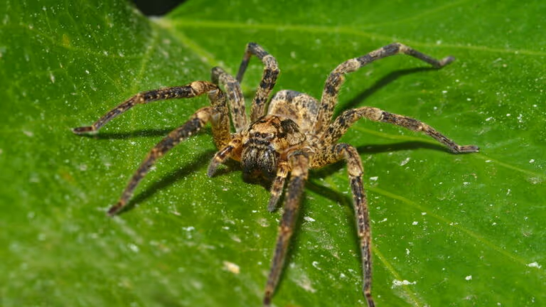 As aranhas mais perigosas do Brasil e o que fazer para afastá-las