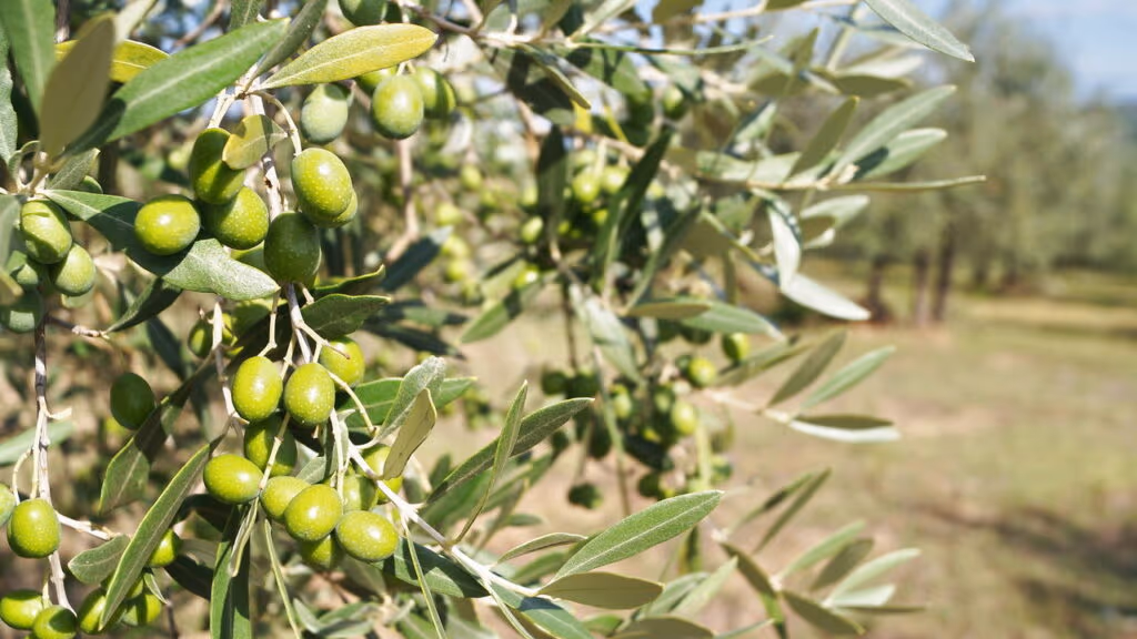 Azeitona não é problema para essa Oliveira de 400 anos que resistiu a impérios centenários