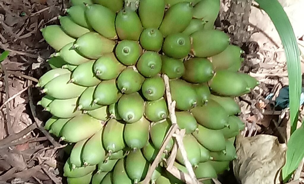 Fruta amazônica que fortalece a imunidade e rejuvenesce a pele
