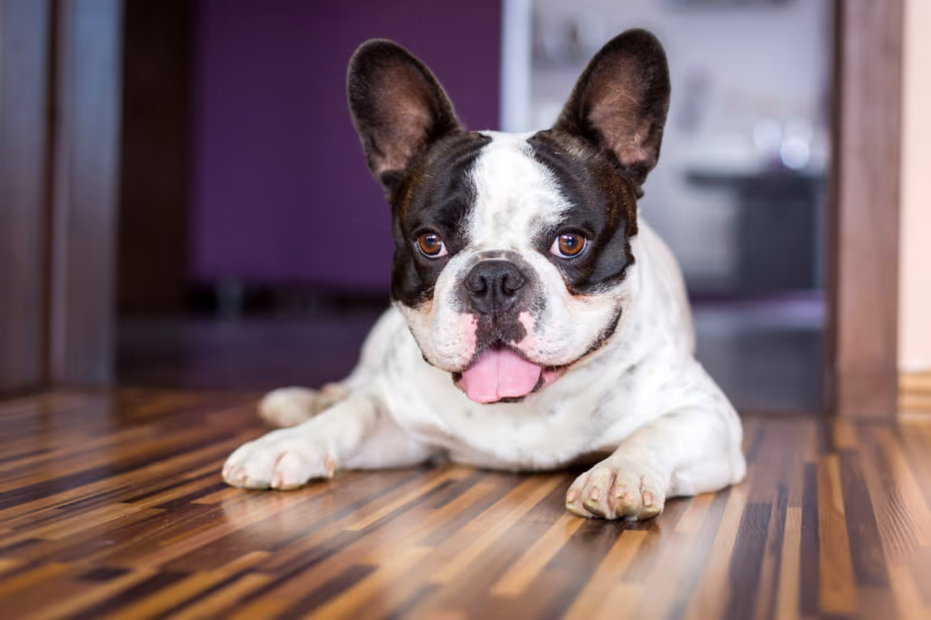12 nomes fofos para cachorros pequenos