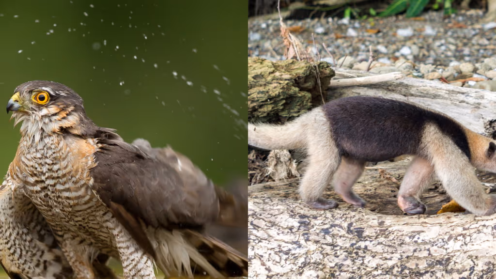 Câmera flagra ataque de gavião a tamanduá-mirim, que reage. Vem venceu?