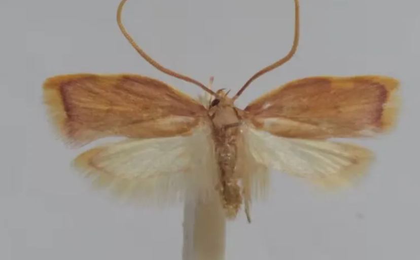 Descoberta de nova espécie de mariposa na Áustria revela mistério