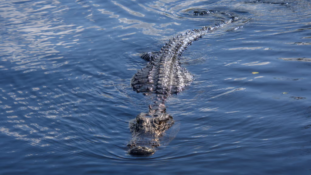 Casal é atacado sorrateiramente por jacaré enquanto tomava banho de piscina
