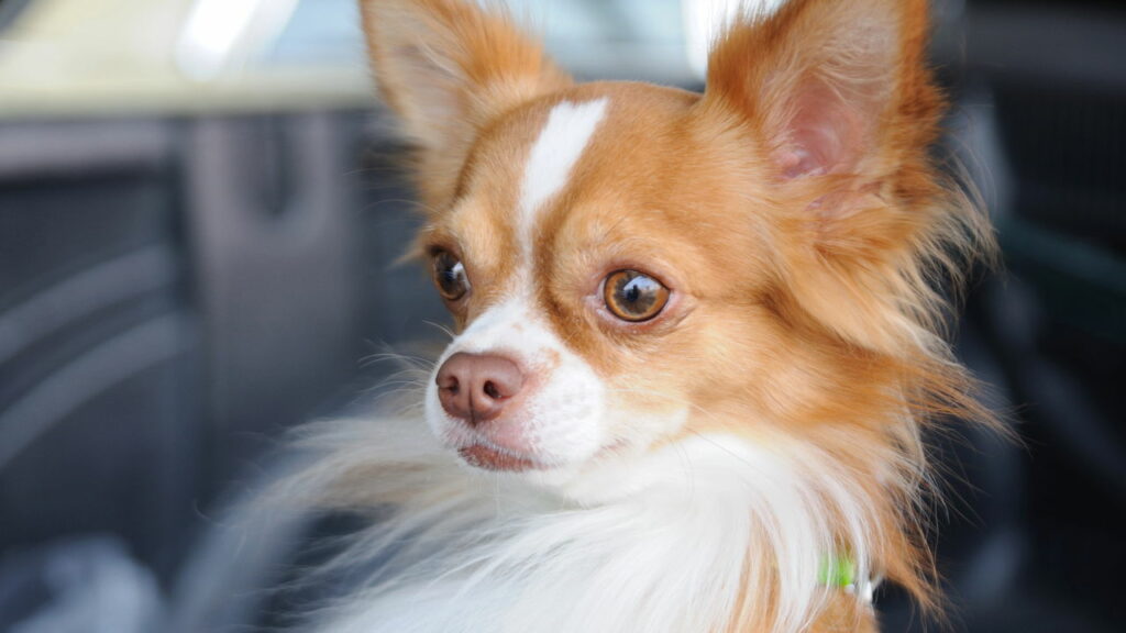Essas raças de cães podem viver mais tempo que outras, segundo veterinários