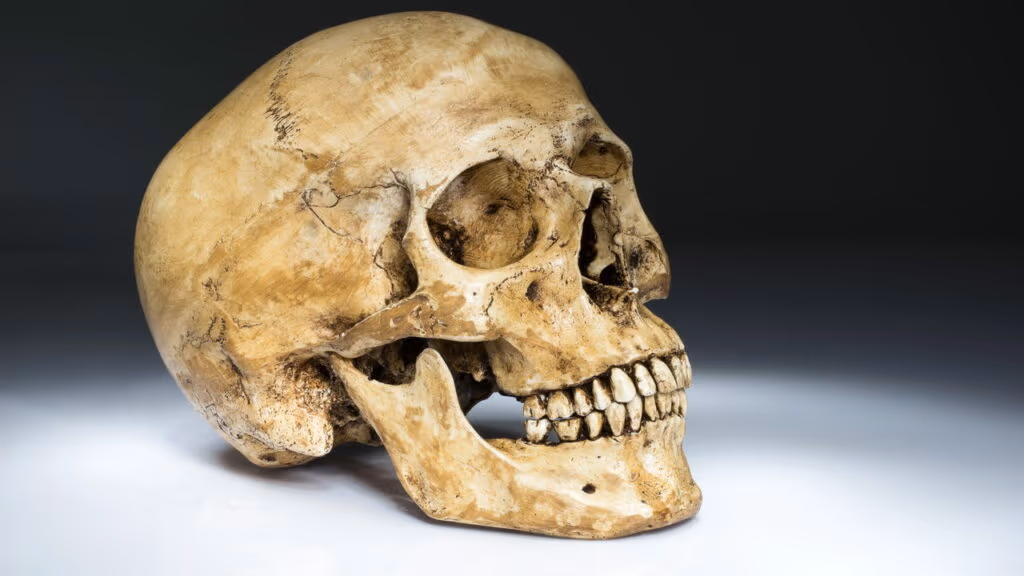 Cientistas sobre crânio de 300 mil anos encontrado no Grécia: “Não é humano!”