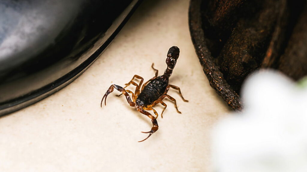 Com o calor voltam os escorpiões. Veja como evitar que eles entrem em casa