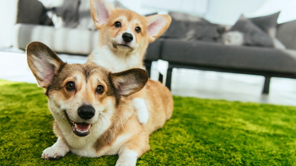 Como um cachorro escolhe o seu amigo favorito, segundo os veterinários