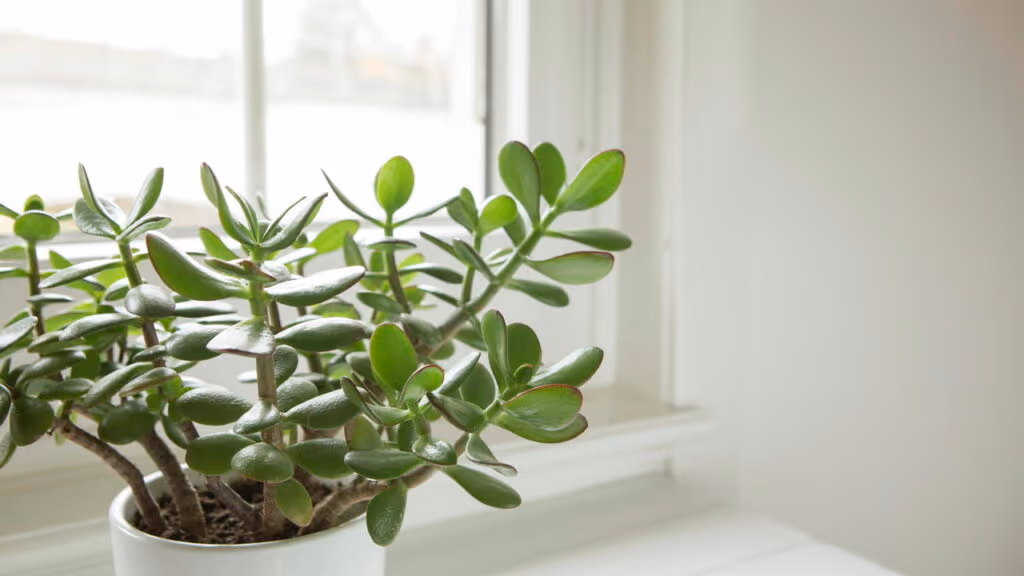 Cinco plantas famosas por trazer boa sorte e prosperidade para dentro de casa
