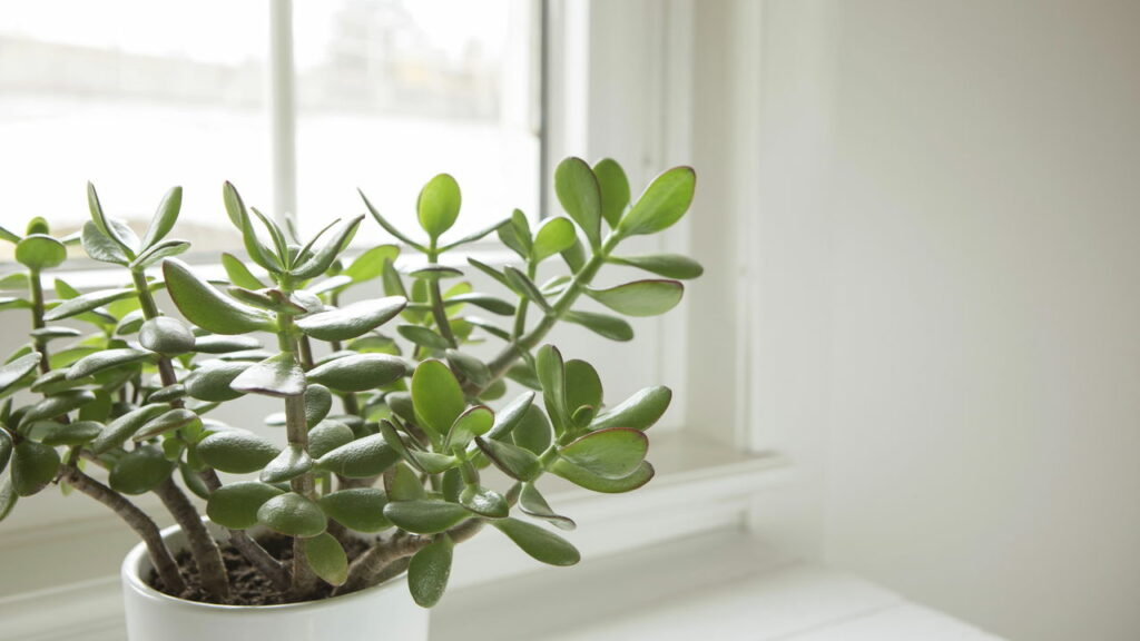 Cinco plantas famosas por trazer boa sorte e prosperidade para dentro de casa
