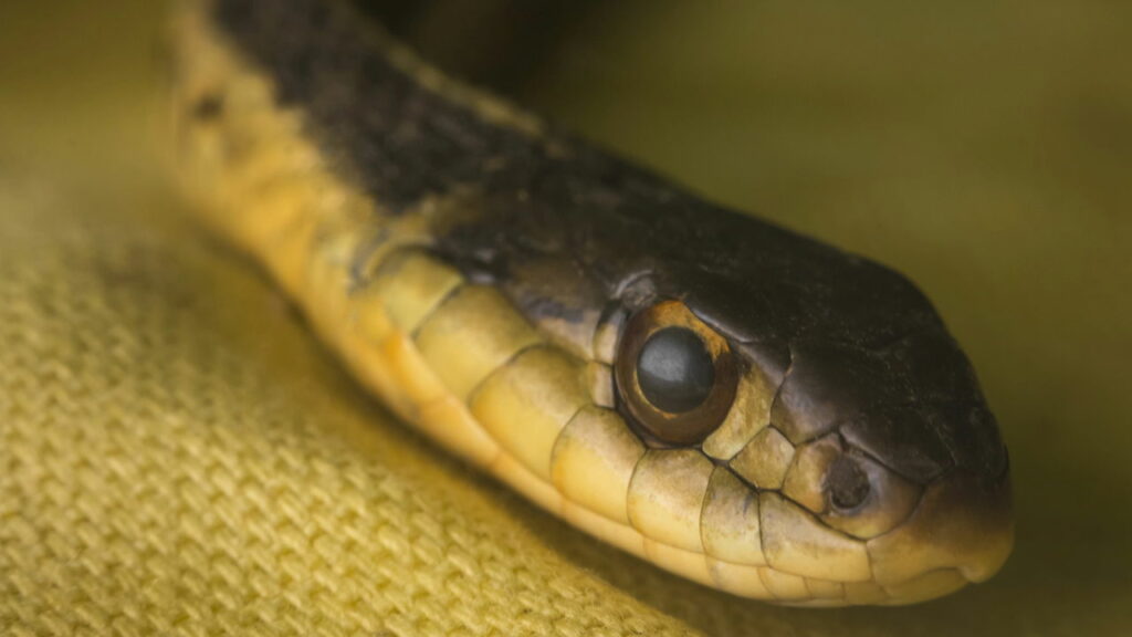 Criatura gigante com olhos negros surpreende cientistas como nova espécie