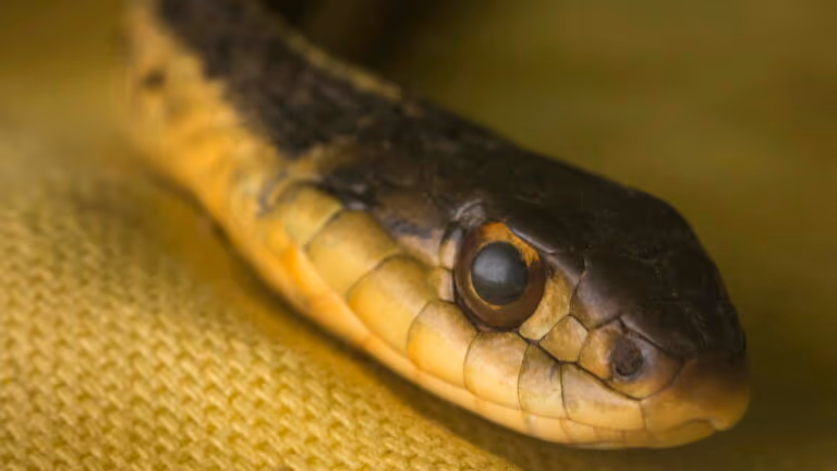 Criatura gigante com olhos negros surpreende cientistas como nova espécie