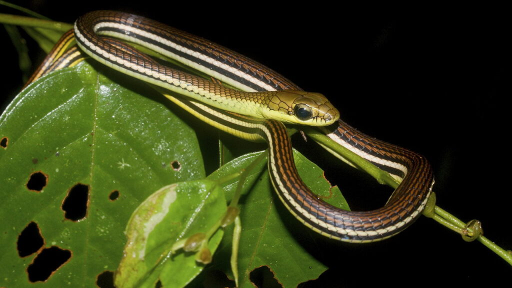 Criatura gigante com olhos negros surpreende cientistas como nova esp&eacute;cie