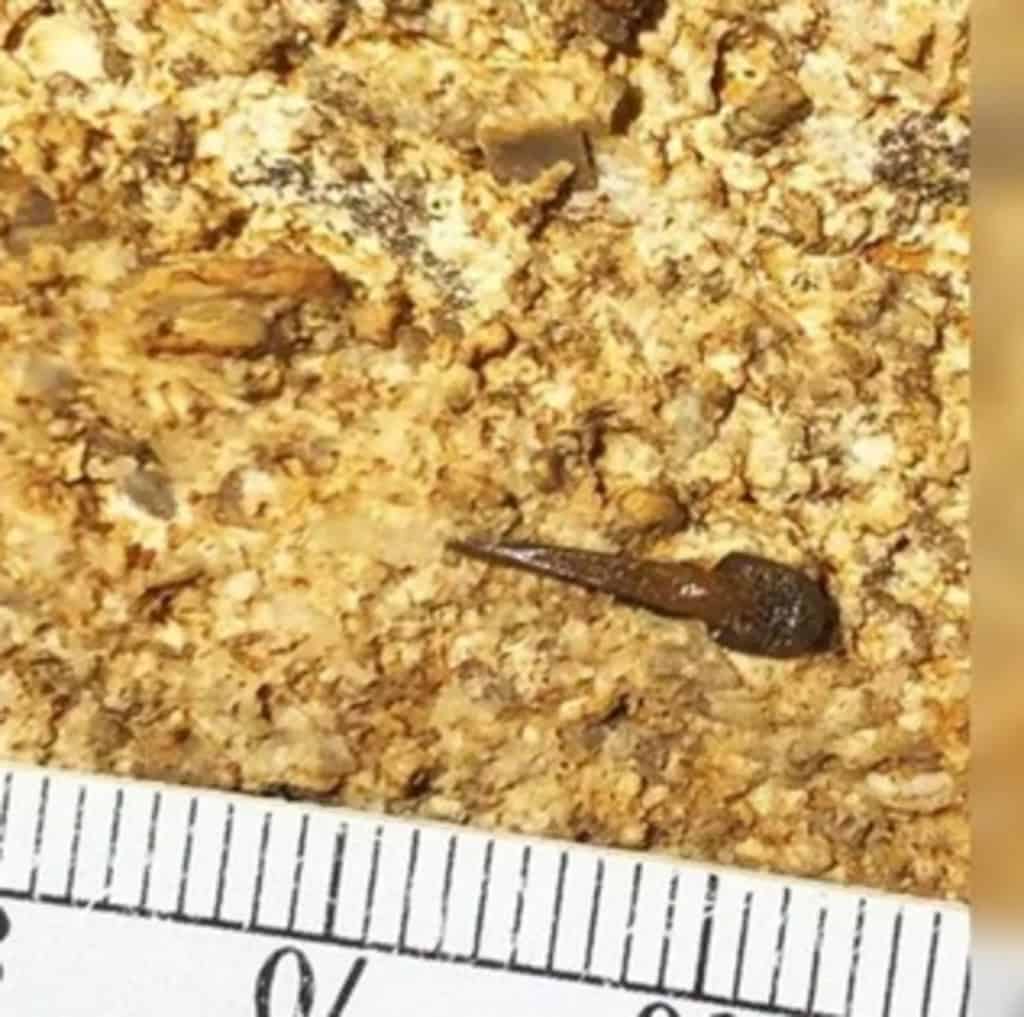 Espécie de tubarão pré-histórico é descoberto em nos Estados Unidos