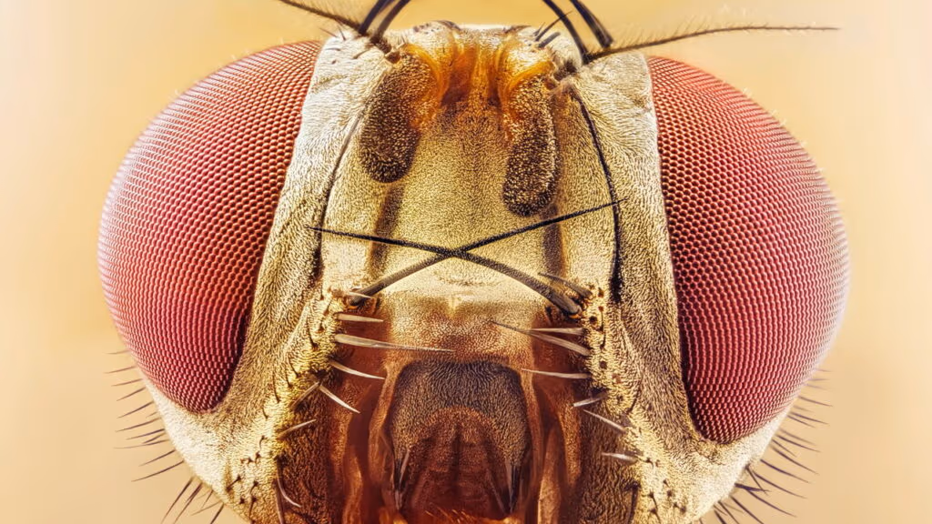 Essa mosca já ganhou 6 prêmios Nobel e pode revolucionar a pesquisa no Brasil