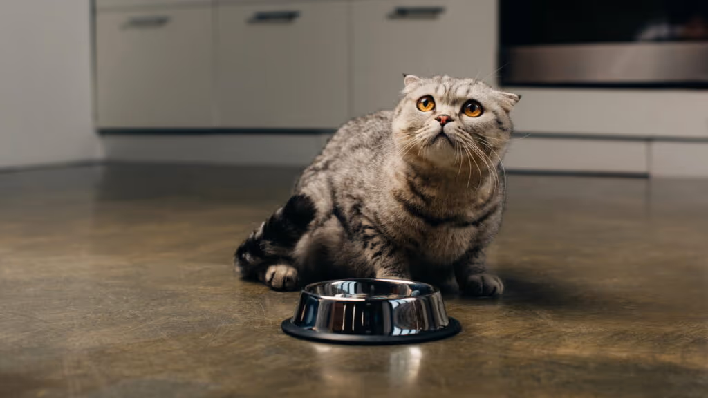 Como descobrir se seu gato te ama de acordo com veterinários