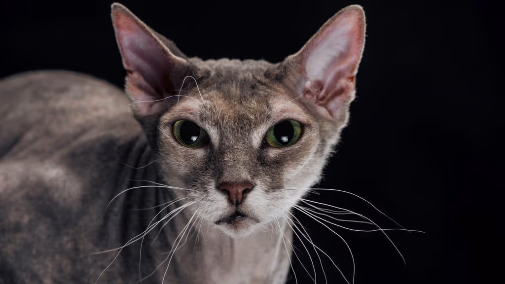 Gato com câncer pode abrir caminho para tratamento em humanos