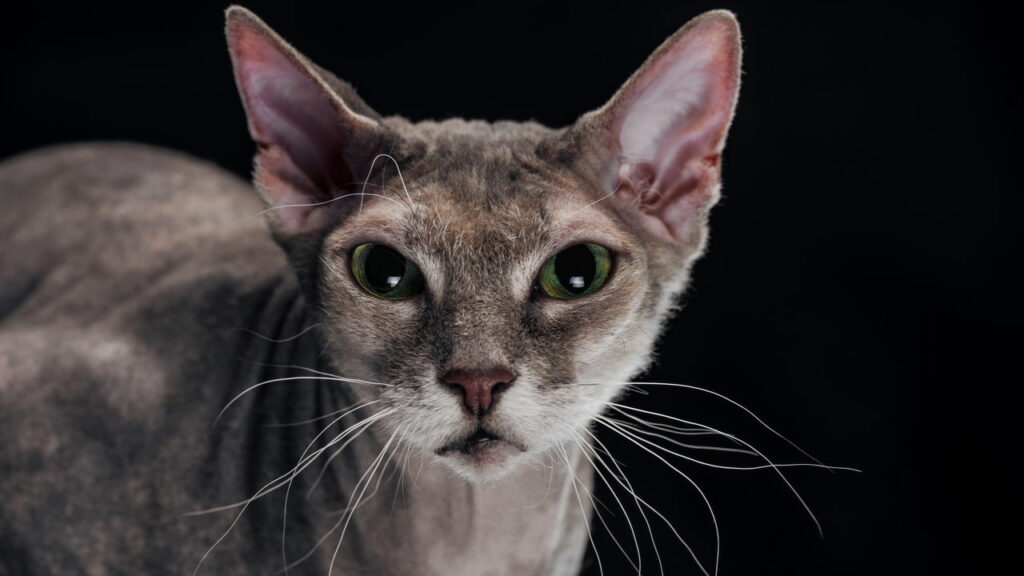 Gato com câncer pode abrir caminho para tratamento em humanos