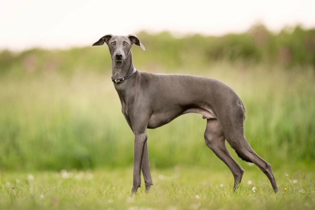7 raças de cachorro do grupo galgo 