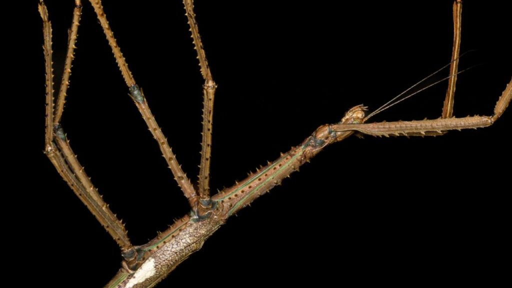 Nova espécie de inseto gigante é descoberta na Austrália
