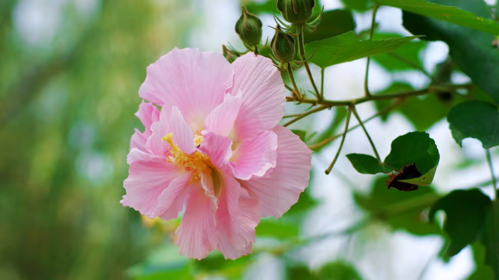 Você sabia que essas plantas mudam de cor ao longo do dia?