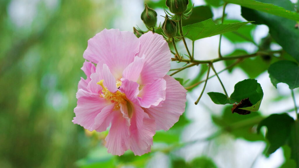 Você sabia que essas plantas mudam de cor ao longo do dia?
