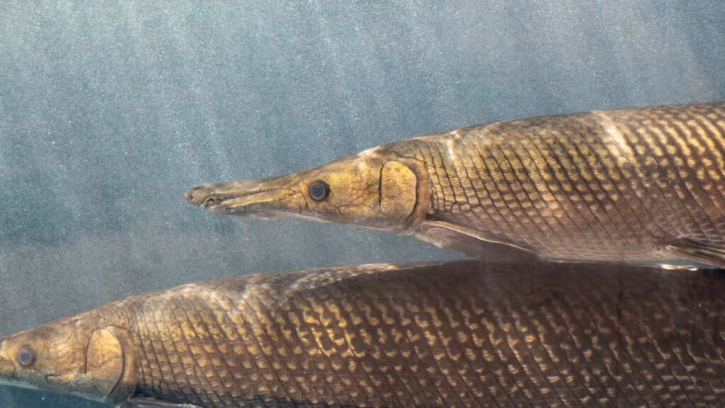 Homem pesca peixe-jacaré de 70 kg e 2,1 m