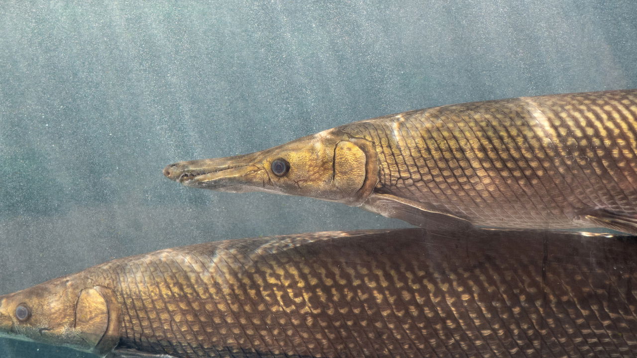 Homem pesca peixe-jacaré de 70 kg e 2,1 m