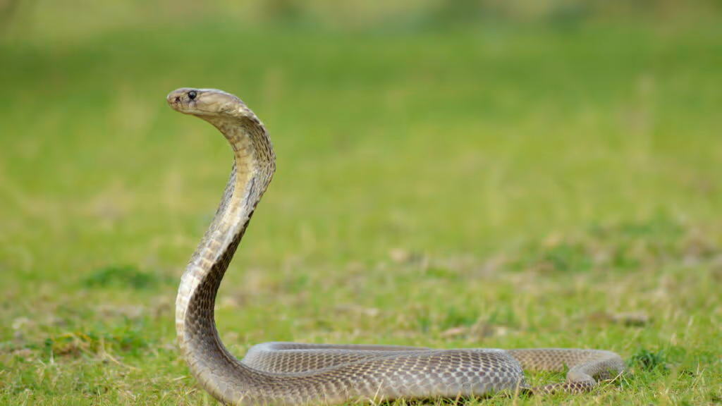 Homem sofre ataque fatal de cobra na zona rural