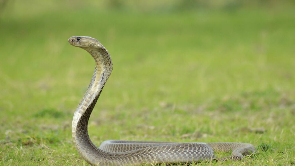 Homem sofre ataque fatal de cobra na zona rural