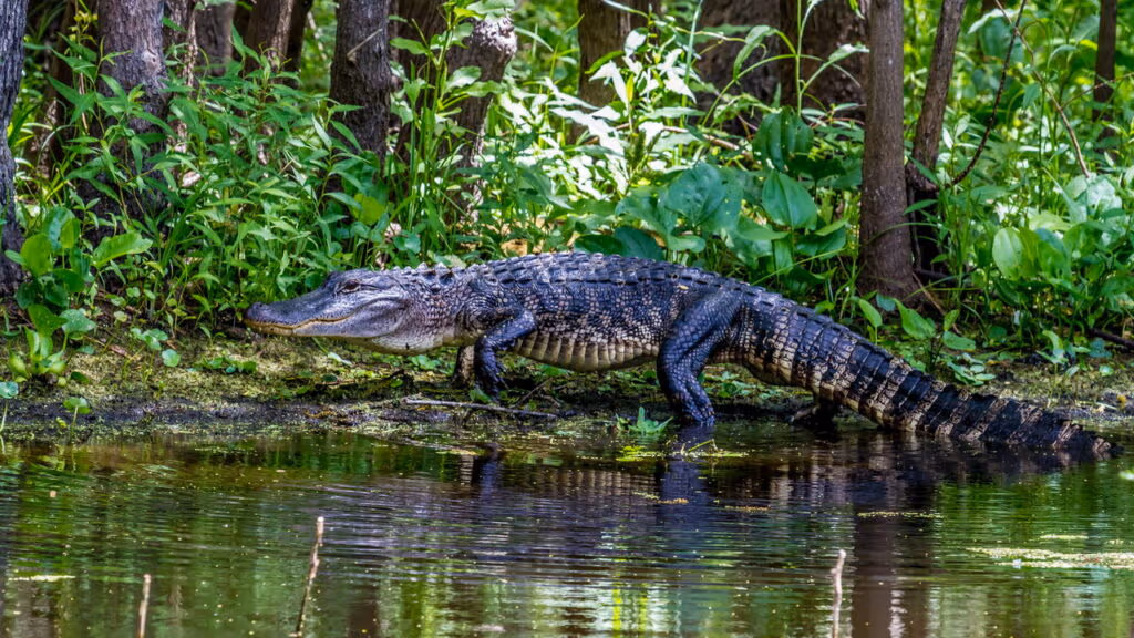 Jacaré morre eletrocutado após morder um poraquê