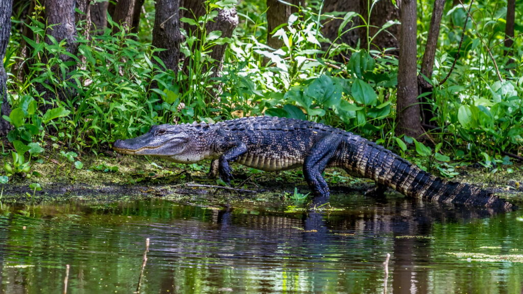 Jacaré morre eletrocutado após morder um poraquê