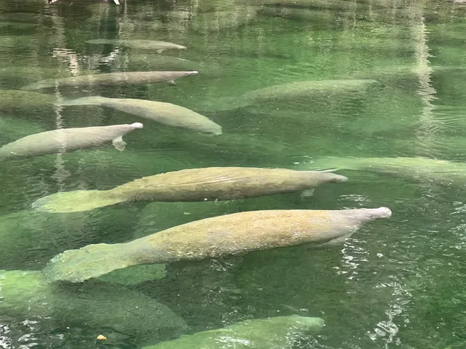 Milhares de peixes-boi em parque na California quebra recorde de tirar o fôlego