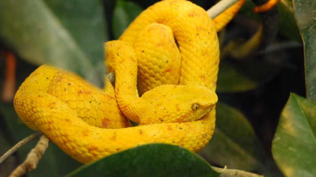 Nova espécie de serpente de dois metros e olhos amarelos é descoberta em copa de arvore