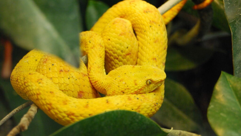 Nova espécie de serpente de dois metros e olhos amarelos é descoberta em copa de arvore