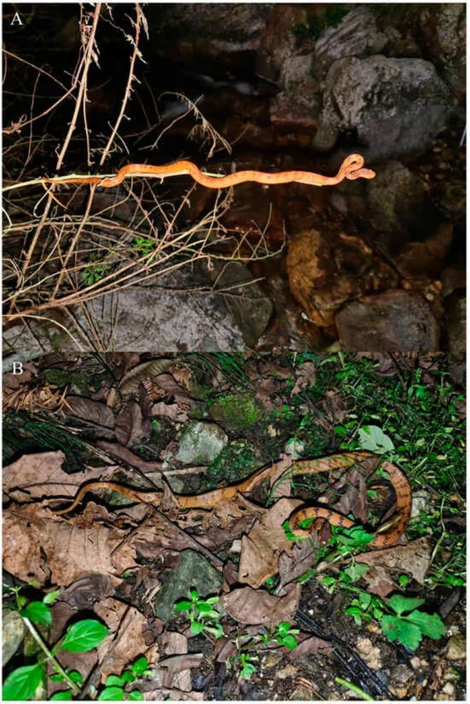Nova espécie de serpente de dois metros e olhos amarelos é descoberta em copa de arvore