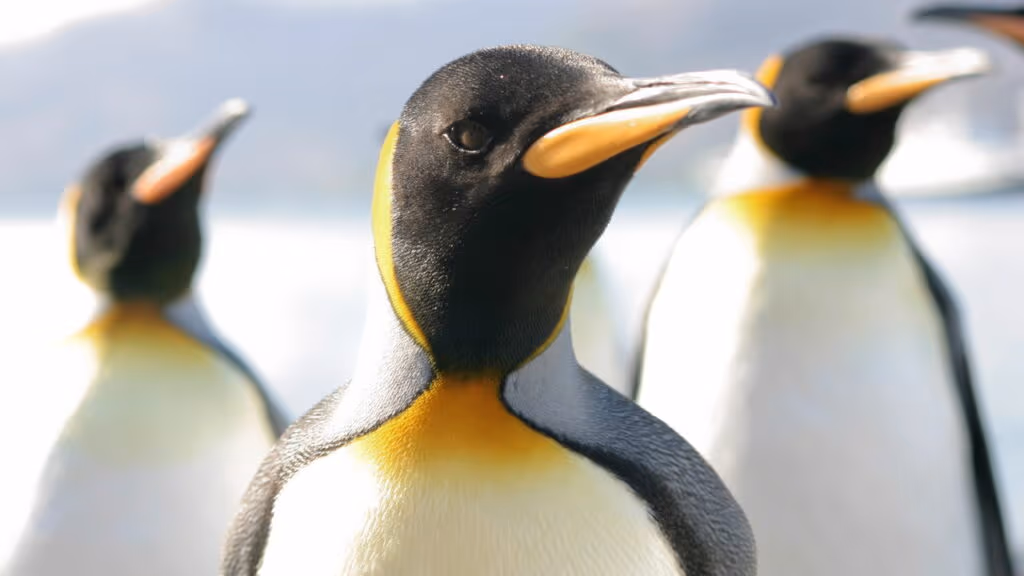 Número de pinguins mortos no litoral paulista sobe mais de 700