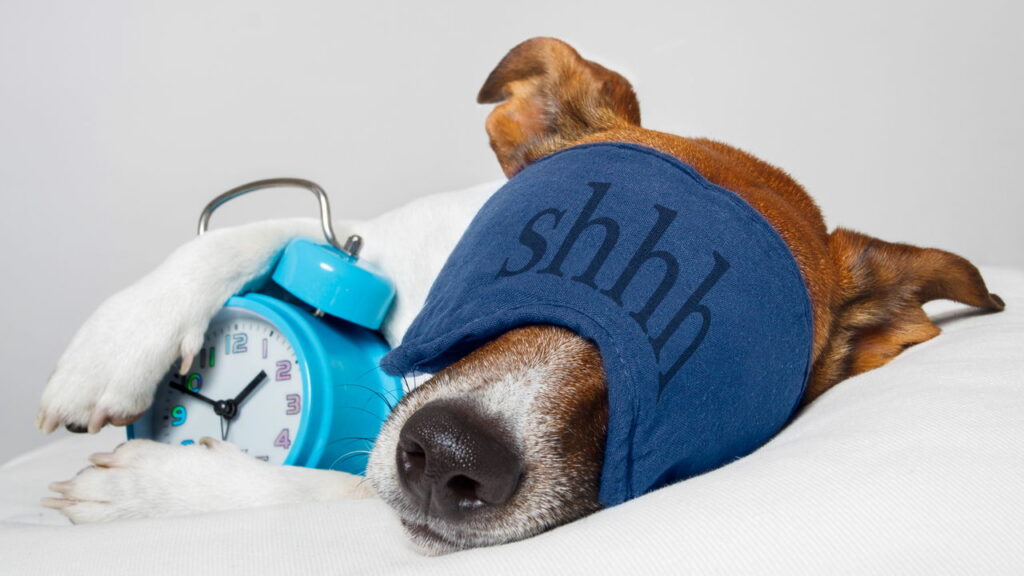 O que diz a psicologia sobre pessoas que gostam de dormir com seu animal de estimação