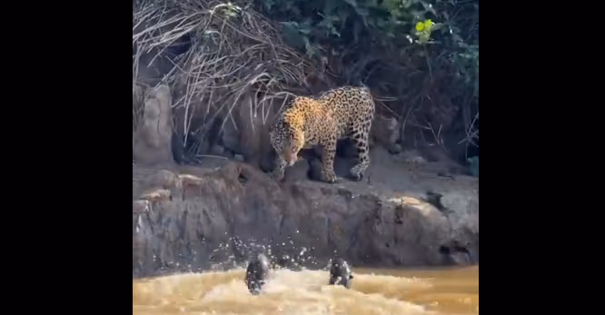 Onça-pintada encontra toca de Ariranha e o clima esquenta. Quem ganhou?