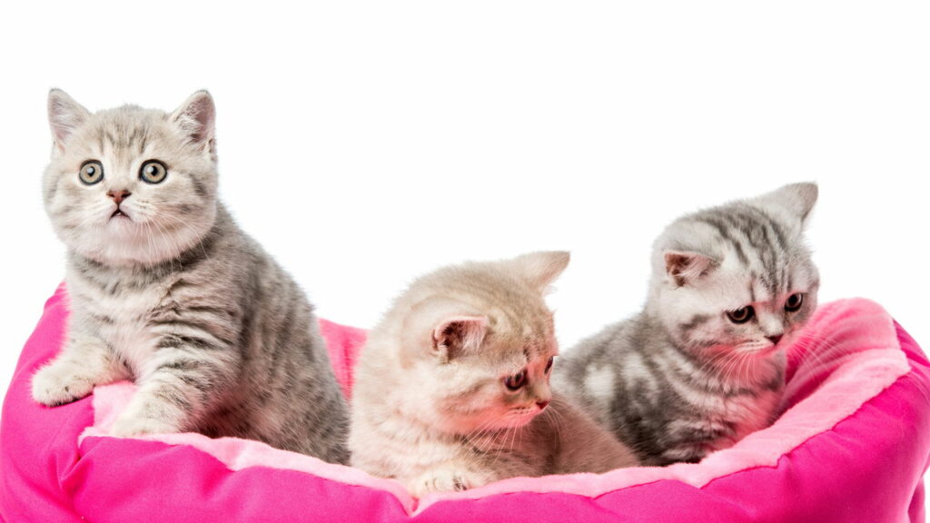A verdade sobre o mito de que gatos sempre caem de pé sem se machucar