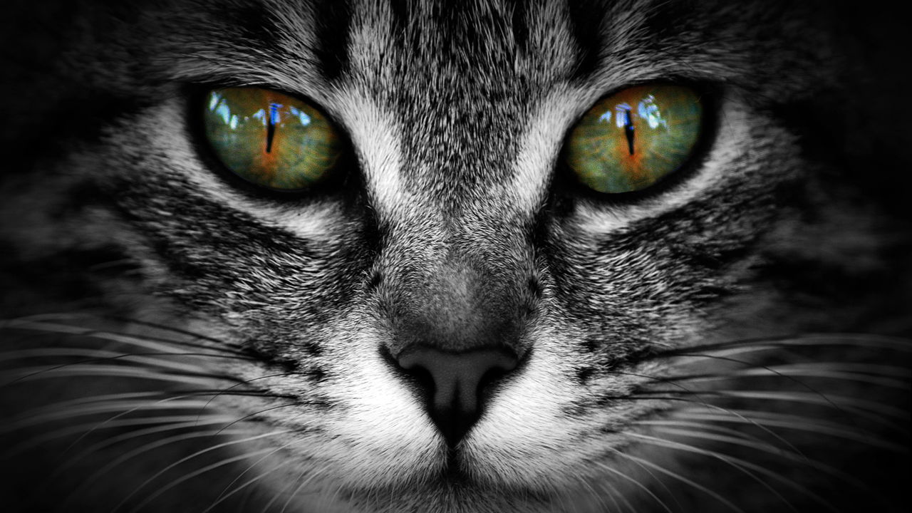 Animais não enxergam no escuro da forma que você sempre imaginou