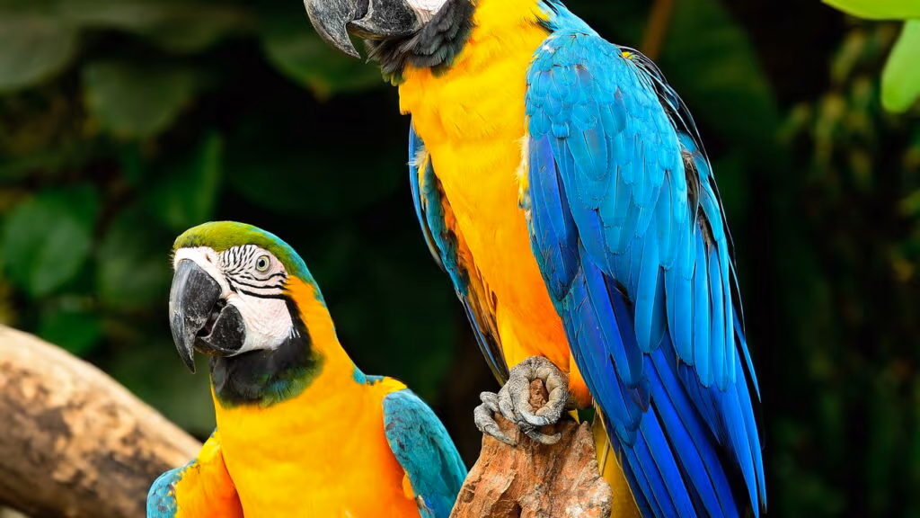 Pintou o clima! Arara é flagrada flertando com funcionário de companhia elétrica