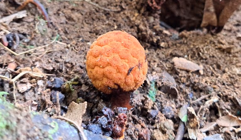 Planta parasitária rara é encontrada em MG e intriga pesquisadores