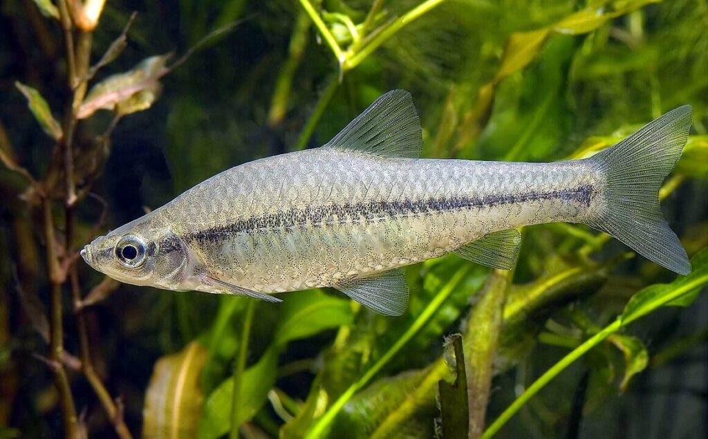 Sinistro peixe-chinês é libertado em rio após esvaziamento de barragem