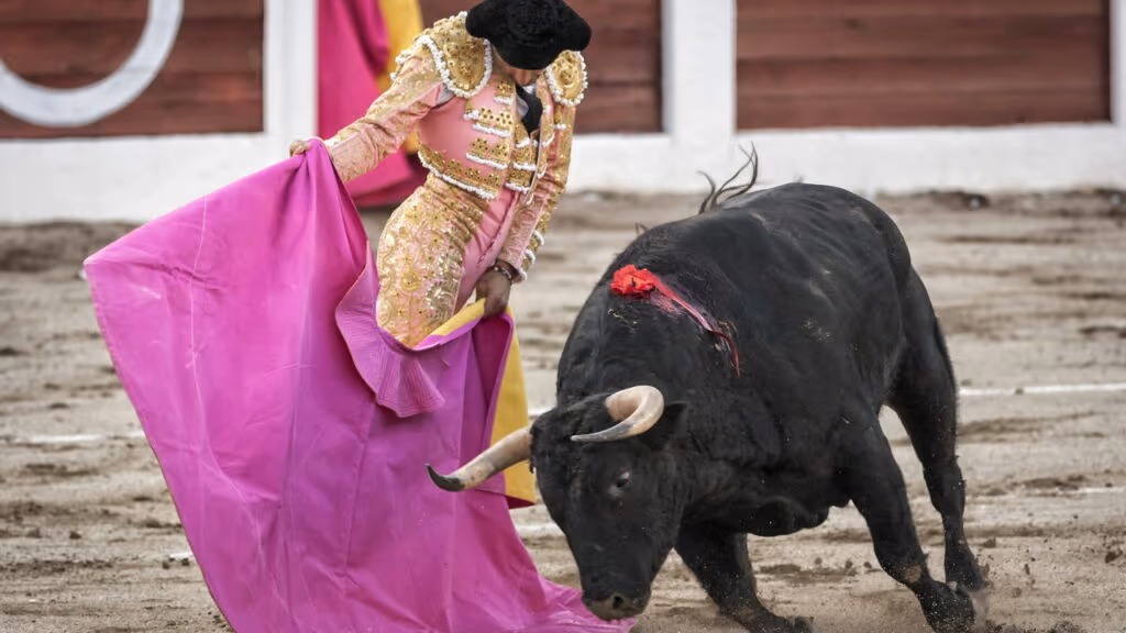 Toureiro de 22 anos morre após ataque brutal de touro de 700 kg, vídeo