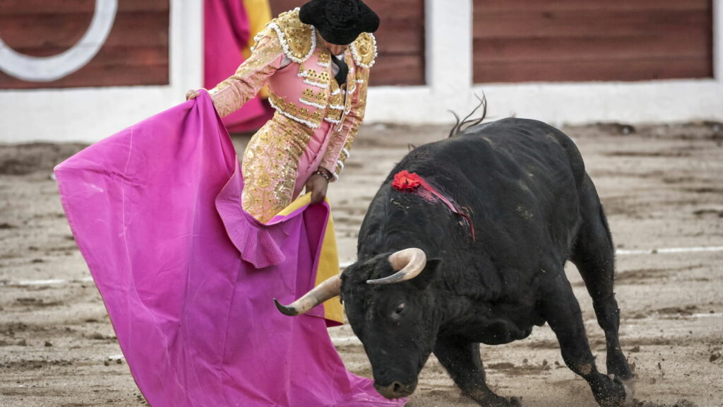 Toureiro de 22 anos morre após ataque brutal de touro de 700 kg, vídeo