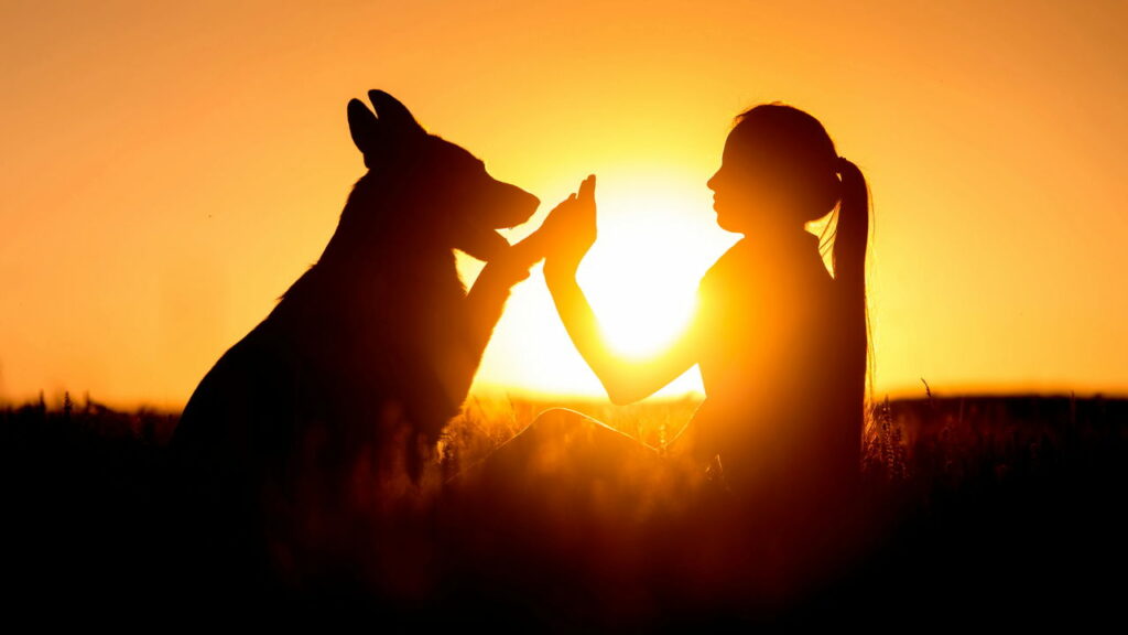 Um criador cuidou de um cão Golden Shepherd e um Pastor Alemão e o resultado foi surpreendente