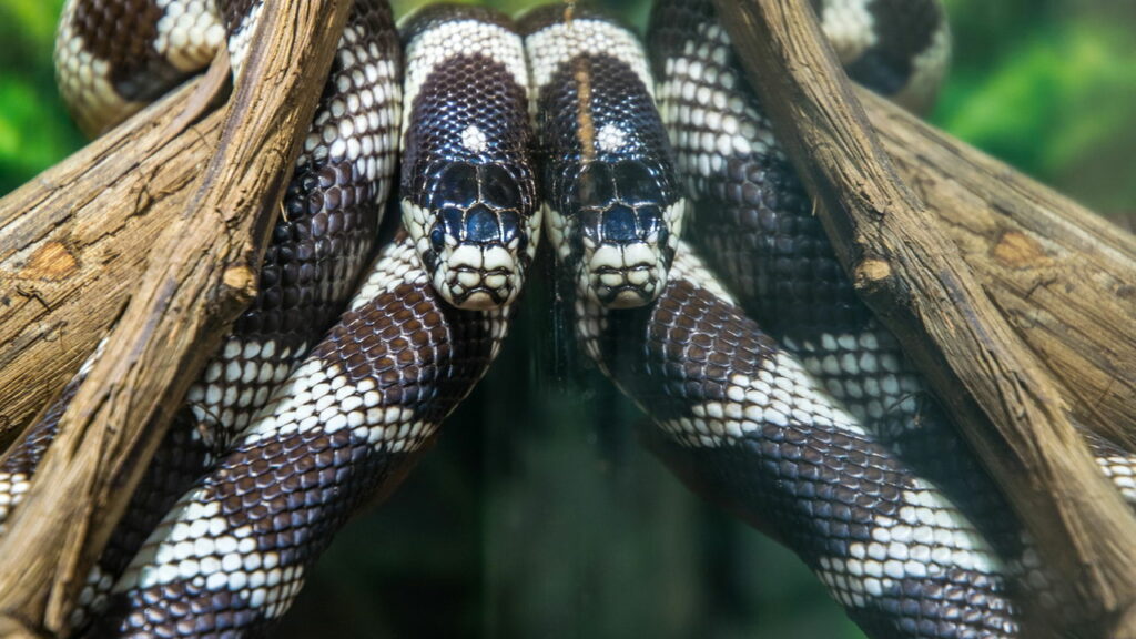 Uma picada dessa cobra silenciosa não doí e mata em minutos