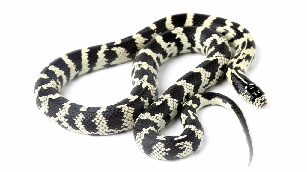 Uma picada dessa cobra silenciosa não doí e mata em minutos.