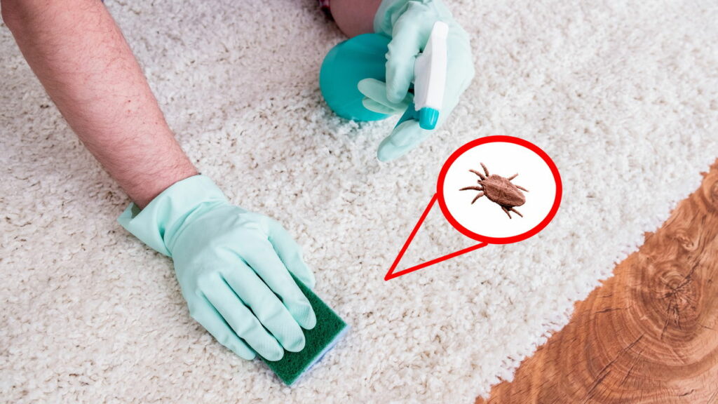 Adeus aos ácaros do colchão! Estes são os 7 melhores métodos caseiros para eliminá-los