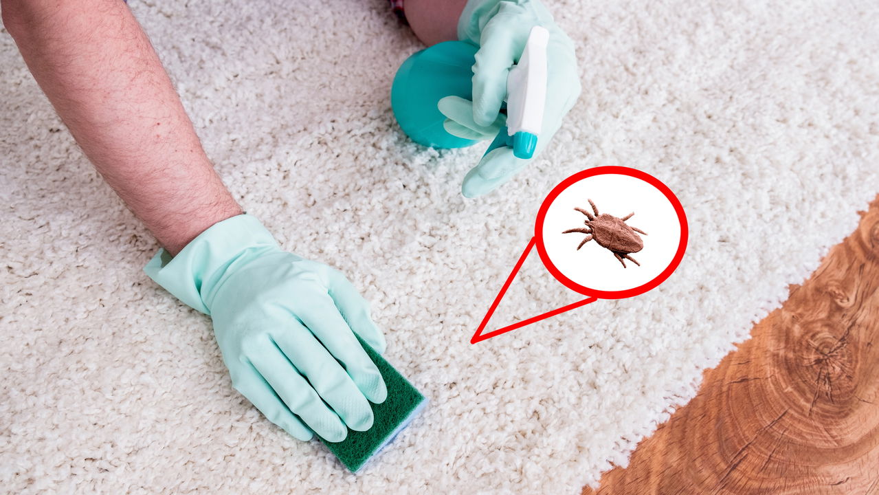 Adeus aos ácaros do colchão! estes são os 7 melhores métodos caseiros para eliminá-los